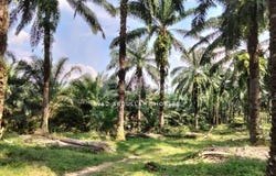 Sepang, Selangor 43900