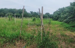 Kuala Langat, Selangor