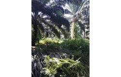 Banting, Selangor 42700