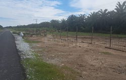 Banting, Selangor 42700