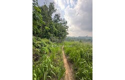 Pekan Nenas, Johor 81500