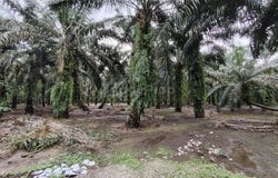 Pekan Nanas (Pekan Nenas), Johor 81500