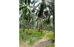 Larut Matang, Perak 34100