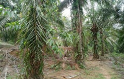 Paya Rumput, Melaka 76450