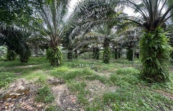 Kampar, Perak 31900