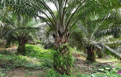 Sungai Siput, Perak 31100