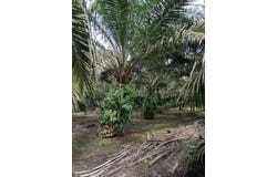 Pontian, Johor 81500
