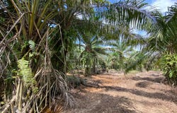 Kuala Langat, Selangor 42700
