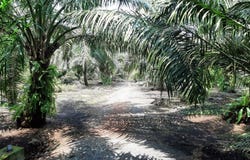 Pekan Nanas, Johor 81500