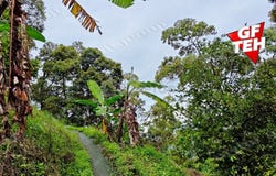 Balik Pulau, Penang 11000