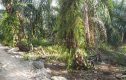Telok Panglima Garang, Selangor 42500