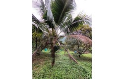 Semenyih, Selangor