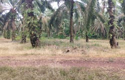 Kluang, Johor 86200