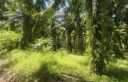 Ayer Baloi, Pontian, Johor 82000