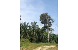 Kuala Kangsar, Perak 31100