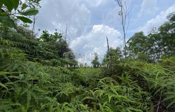 Jalan Belimbing, Pasir Gudang, Johor 81700