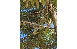 Batang Padang, Slim River, Perak 35000