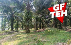 Simpang Ampat, Penang 14120