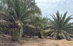 Kulai, Johor 81000