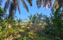 Kota Tinggi, Johor 81900