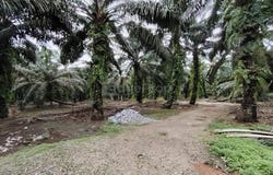 Pekan Nanas (Pekan Nenas), Johor 81500