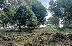 Bentong, Pahang