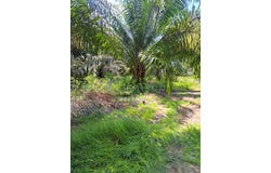 Banting, Selangor 42700
