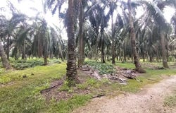 Kuala Langat, Selangor 42700