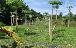 Banting, Selangor 42700
