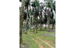 Larut Matang, Perak 34100
