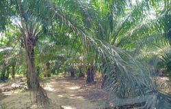 Batu Gajah, Perak