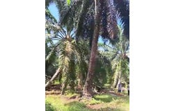 Banting, Selangor 42700