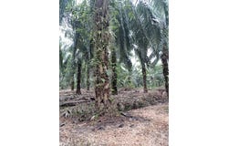 Banting, Selangor 42700