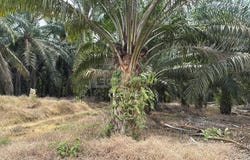 Kulai, Johor 81000