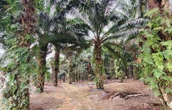 Ulu Tiram, Johor 81800