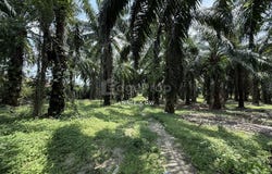 Chemor, Perak 31200