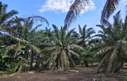 Pontian, Johor 82100
