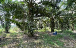 Ulu Tiram, Johor 81800
