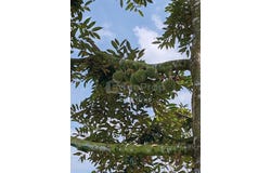 Batang Padang, Slim River, Perak 35000