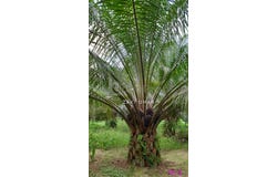Sungai Siput, Perak 31100