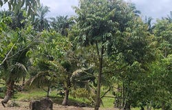 Kluang, Johor 86200