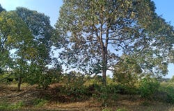 O, Jelebu, Negeri Sembilan 0