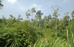 Sega, Pahang
