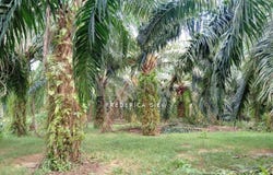 Batu Gajah, Perak