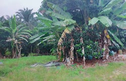 Bentong, Pahang