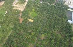 Pekan Nanas, Johor 81500