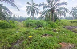 Banting, Selangor 42700