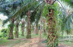 Batu Gajah, Perak