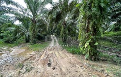 Kuala Kangsar, Perak 31100