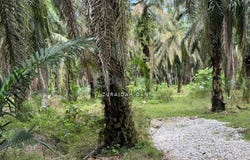 Beruas, Perak 32700